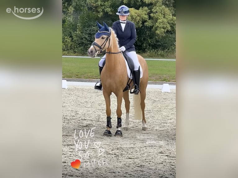 Duitse rijpony Ruin 8 Jaar 152 cm Palomino in Nörten-Hardenberg