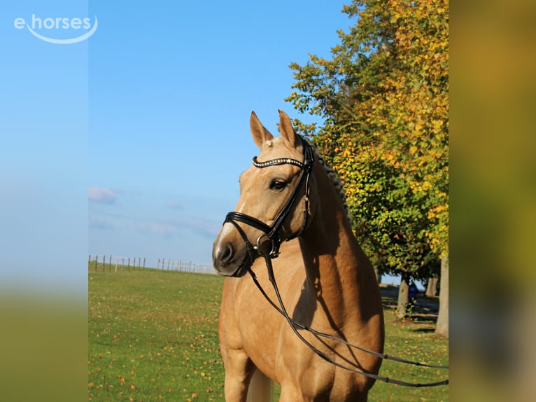 Duitse rijpony Ruin 8 Jaar 152 cm Palomino in Nörten-Hardenberg