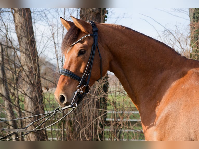Duitse rijpony Ruin 8 Jaar 153 cm  in Wedemark