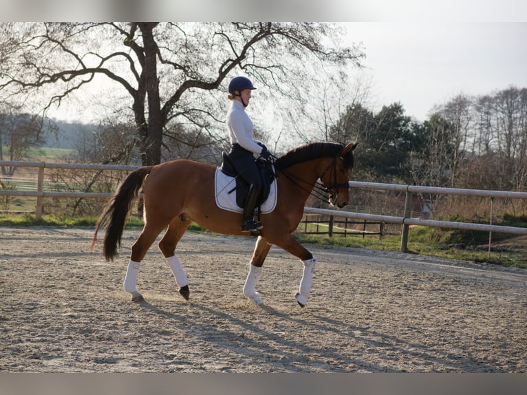 Duitse rijpony Ruin 8 Jaar 153 cm  in Wedemark