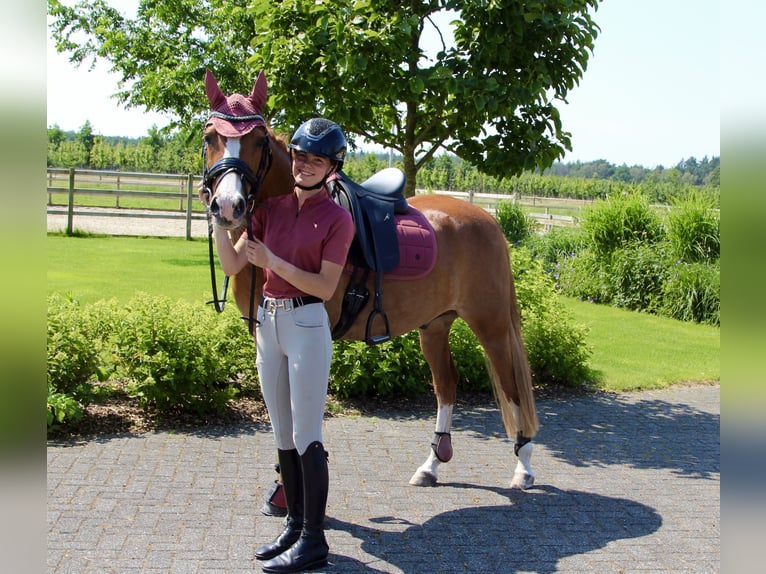 Duitse rijpony Ruin 8 Jaar 153 cm Vos in Diessen