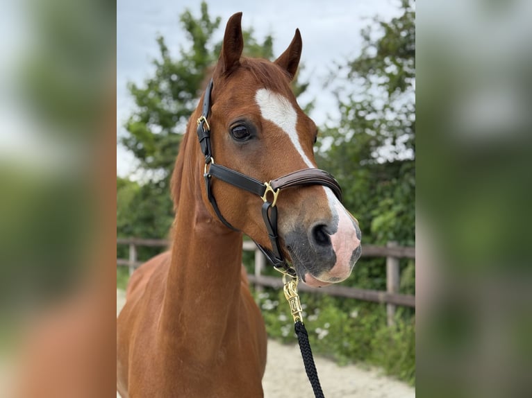 Duitse rijpony Ruin 8 Jaar 153 cm Vos in GriesheimGriesheim