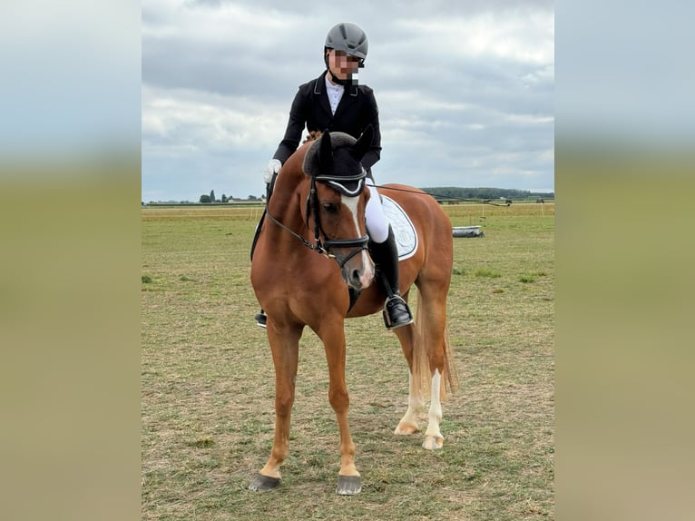 Duitse rijpony Ruin 8 Jaar 153 cm Vos in GriesheimGriesheim