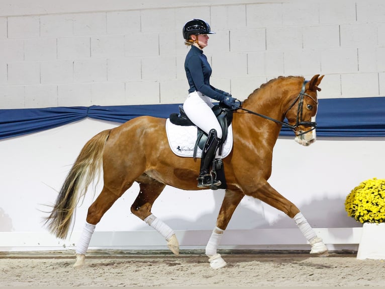 Duitse rijpony Ruin 8 Jaar 154 cm Vos in Marsberg