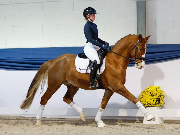 Duitse rijpony Ruin 8 Jaar 154 cm Vos in Marsberg