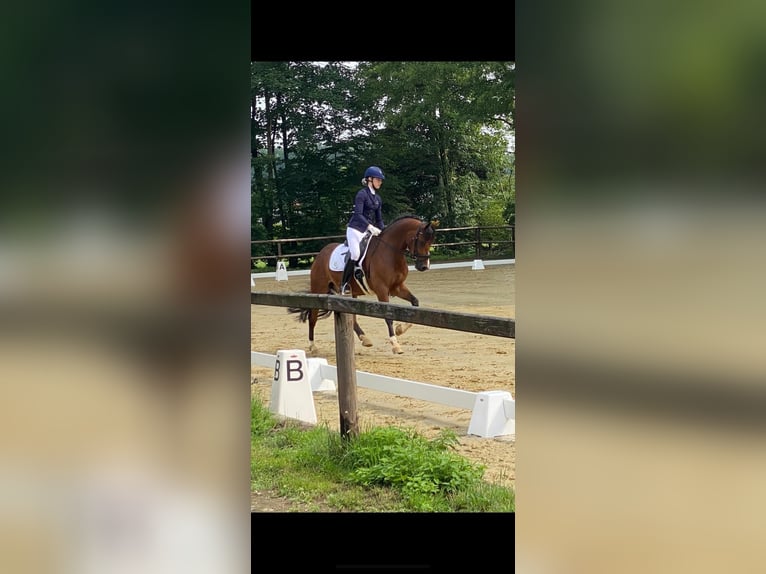 Duitse rijpony Ruin 8 Jaar 155 cm Donkerbruin in Vreden
