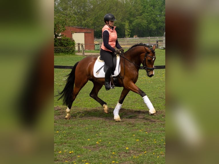 Duitse rijpony Ruin 8 Jaar 155 cm Donkerbruin in Vreden