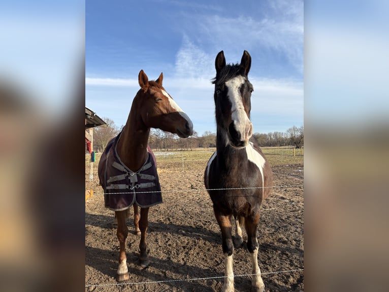Duitse rijpony Mix Ruin 8 Jaar 155 cm Gevlekt-paard in Zerbst