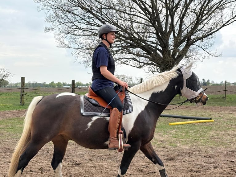 Duitse rijpony Mix Ruin 8 Jaar 155 cm Gevlekt-paard in Zerbst