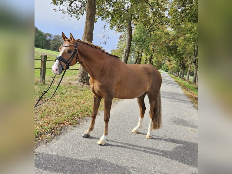 Duitse rijpony Ruin 8 Jaar 156 cm Donkere-vos in Löbnitz