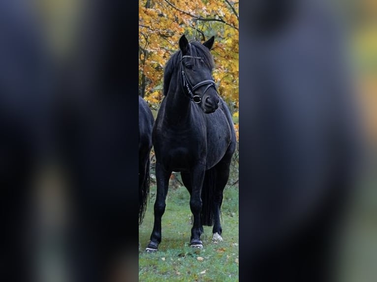 Duitse rijpony Ruin 9 Jaar 123 cm Zwart in RemlingenRemlingen