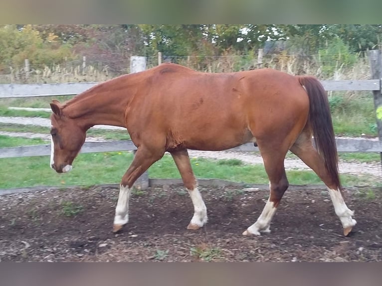 Duitse rijpony Mix Ruin 9 Jaar 140 cm Vos in Finsterwalde