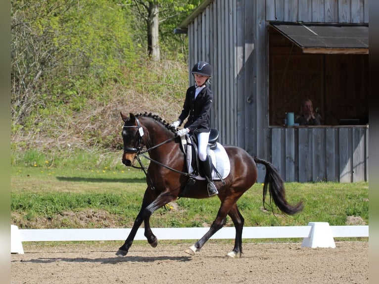 Duitse rijpony Ruin 9 Jaar 141 cm Bruin in Neum&#xFC;nster