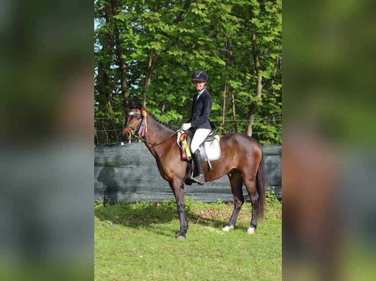 Duitse rijpony Ruin 9 Jaar 141 cm Bruin in Neum&#xFC;nster