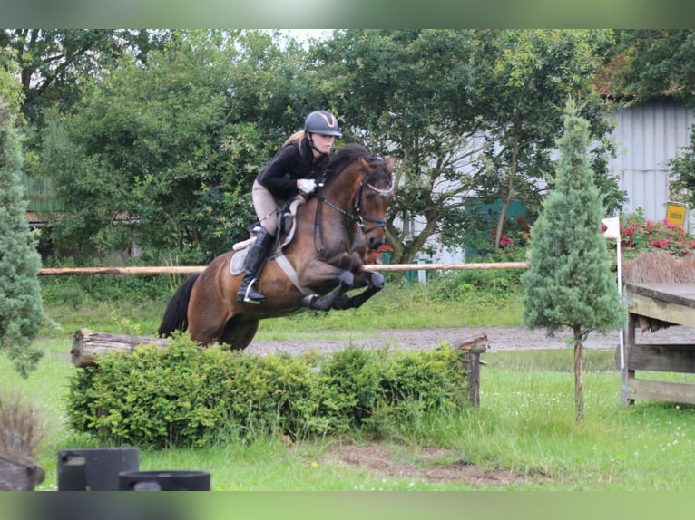 Duitse rijpony Ruin 9 Jaar 141 cm Bruin in Neum&#xFC;nster