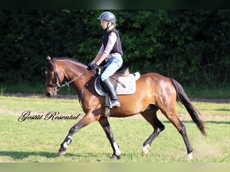 Duitse rijpony Ruin 9 Jaar 141 cm Bruin in Neum&#xFC;nster