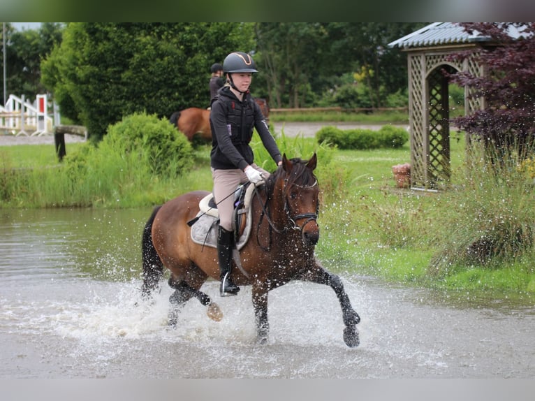 Duitse rijpony Ruin 9 Jaar 141 cm Bruin in Neum&#xFC;nster