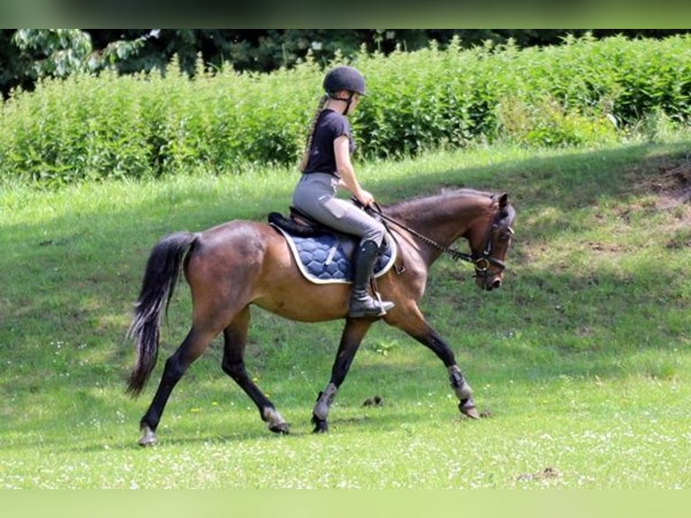 Duitse rijpony Ruin 9 Jaar 141 cm Bruin in Neum&#xFC;nster