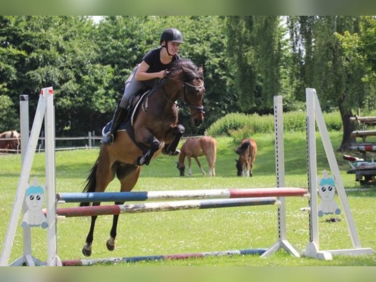 Duitse rijpony Ruin 9 Jaar 141 cm Bruin in Neum&#xFC;nster