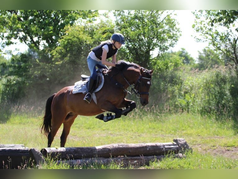Duitse rijpony Ruin 9 Jaar 141 cm Bruin in Neum&#xFC;nster
