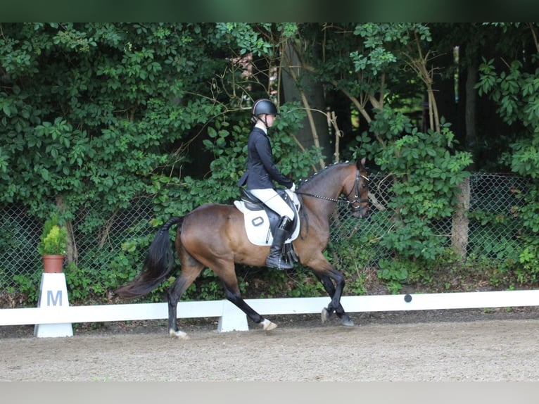 Duitse rijpony Ruin 9 Jaar 141 cm Bruin in Neum&#xFC;nster