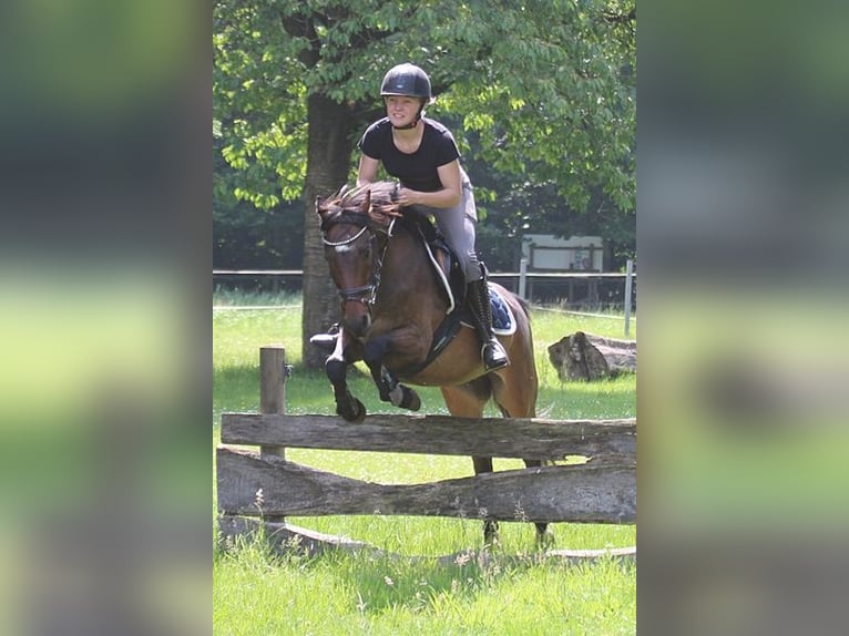 Duitse rijpony Ruin 9 Jaar 141 cm Bruin in Neum&#xFC;nster
