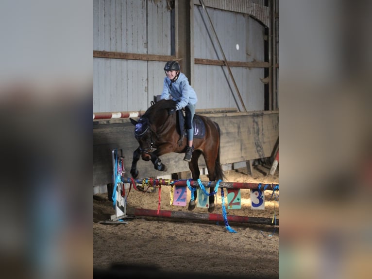 Duitse rijpony Ruin 9 Jaar 141 cm Bruin in Neum&#xFC;nster