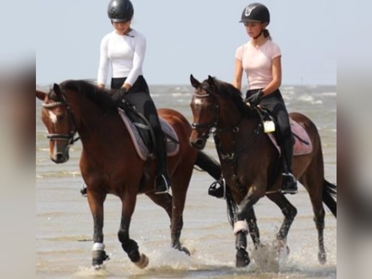 Duitse rijpony Ruin 9 Jaar 141 cm Bruin in Neum&#xFC;nster