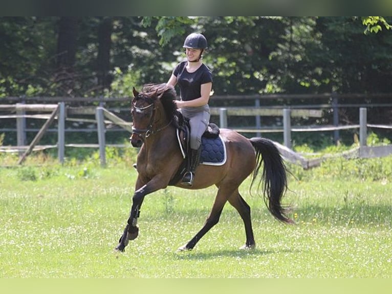 Duitse rijpony Ruin 9 Jaar 141 cm Bruin in Neum&#xFC;nster