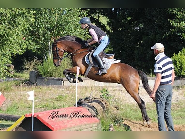 Duitse rijpony Ruin 9 Jaar 141 cm Bruin in Neum&#xFC;nster