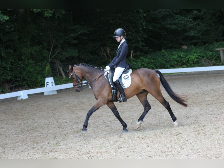 Duitse rijpony Ruin 9 Jaar 141 cm Bruin in Neum&#xFC;nster