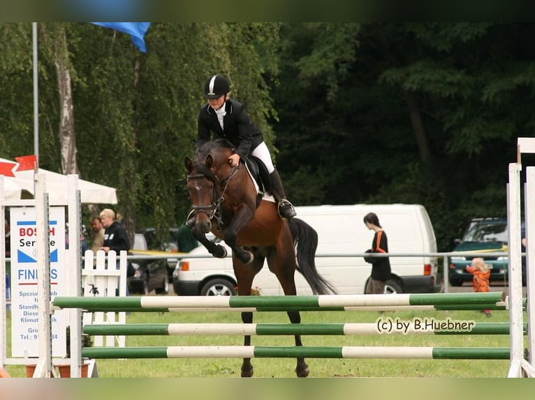 Duitse rijpony Mix Ruin 9 Jaar 141 cm Bruin in Colditz