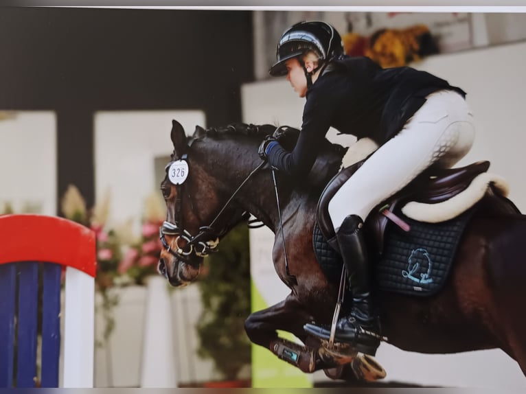 Duitse rijpony Ruin 9 Jaar 141 cm Donkerbruin in M&#xFC;nster