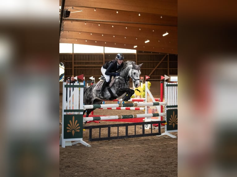 Duitse rijpony Ruin 9 Jaar 142 cm Appelschimmel in Villingen-Schwenningen