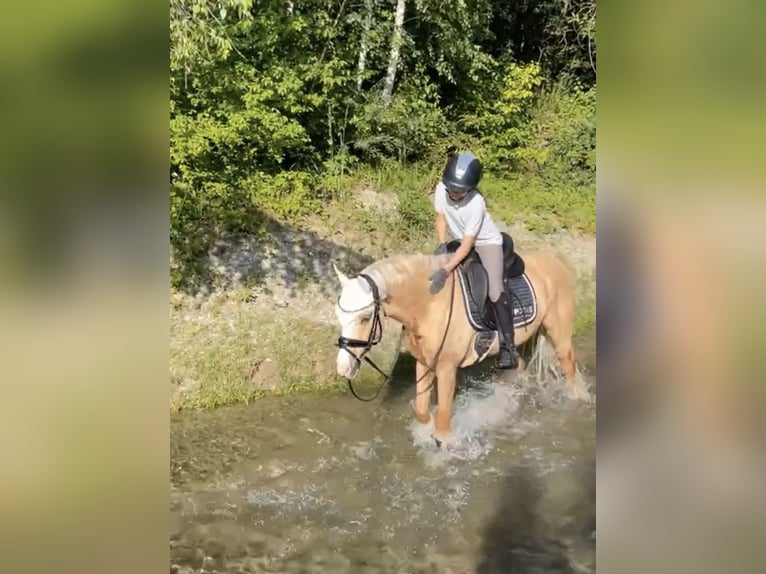 Duitse rijpony Ruin 9 Jaar 143 cm Palomino in München
