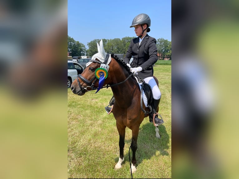 Duitse rijpony Ruin 9 Jaar 145 cm Bruin in Porta Westfalica