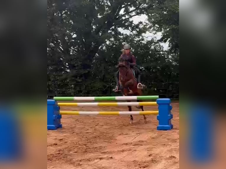 Duitse rijpony Ruin 9 Jaar 145 cm Bruin in Porta Westfalica