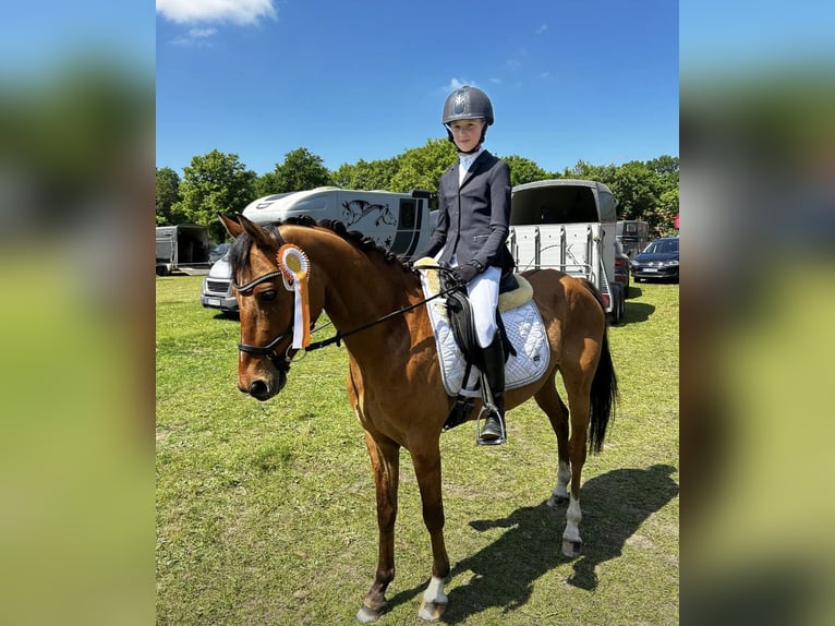 Duitse rijpony Ruin 9 Jaar 145 cm Buckskin in Borstel
