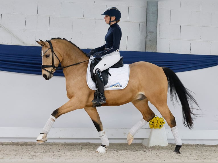 Duitse rijpony Ruin 9 Jaar 145 cm Falbe in Marsberg Duitse rijpony Ruin 9 Jaar 145 cm Falbe in Marsberg
