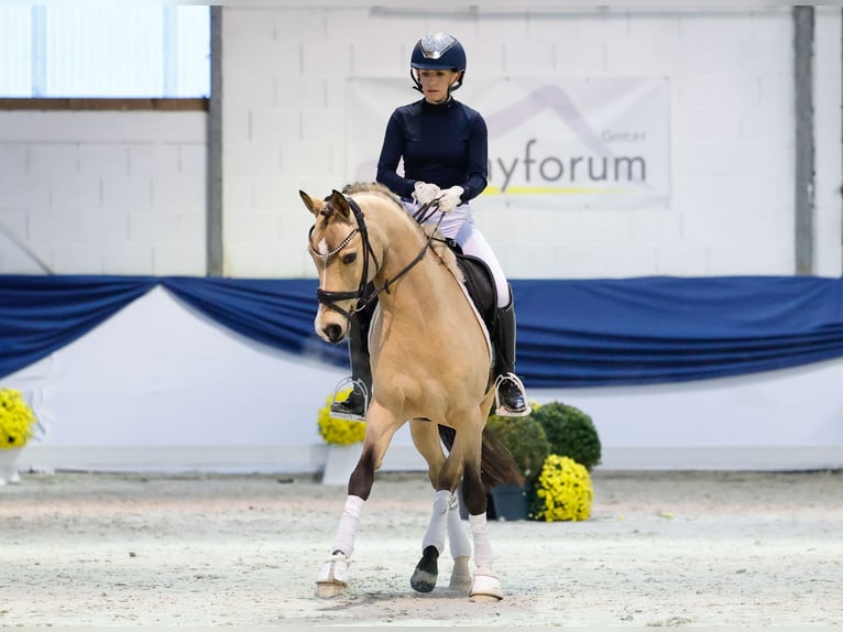 Duitse rijpony Ruin 9 Jaar 145 cm Falbe in Marsberg