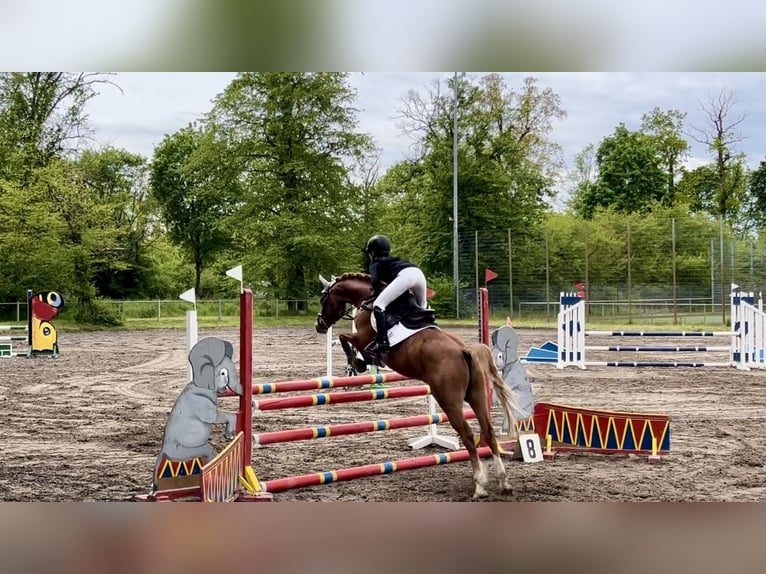Duitse rijpony Ruin 9 Jaar 145 cm Vos in Darmstadt