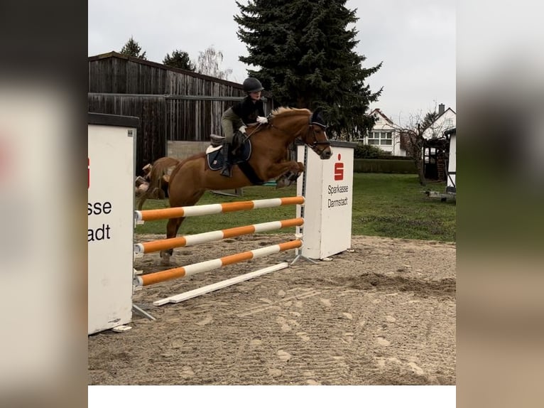 Duitse rijpony Ruin 9 Jaar 145 cm Vos in Darmstadt