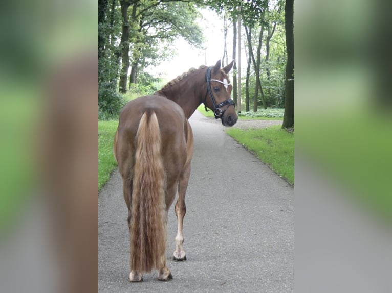 Duitse rijpony Ruin 9 Jaar 145 cm Vos in Recke, bei Osnabrück