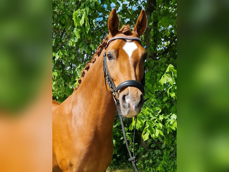 Duitse rijpony Ruin 9 Jaar 145 cm Vos in Welsleben