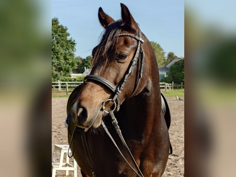 Duitse rijpony Ruin 9 Jaar 145 cm Zwartbruin in Horst