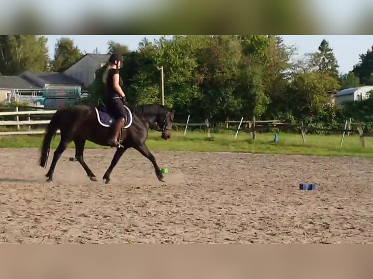 Duitse rijpony Ruin 9 Jaar 145 cm Zwartbruin in Horst