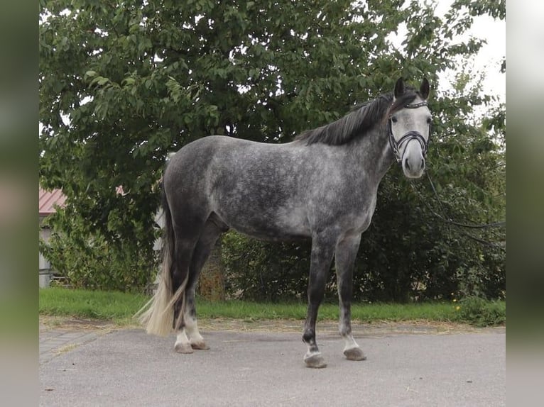 Duitse rijpony Ruin 9 Jaar 145 cm Zwartschimmel in Dittelbrunn