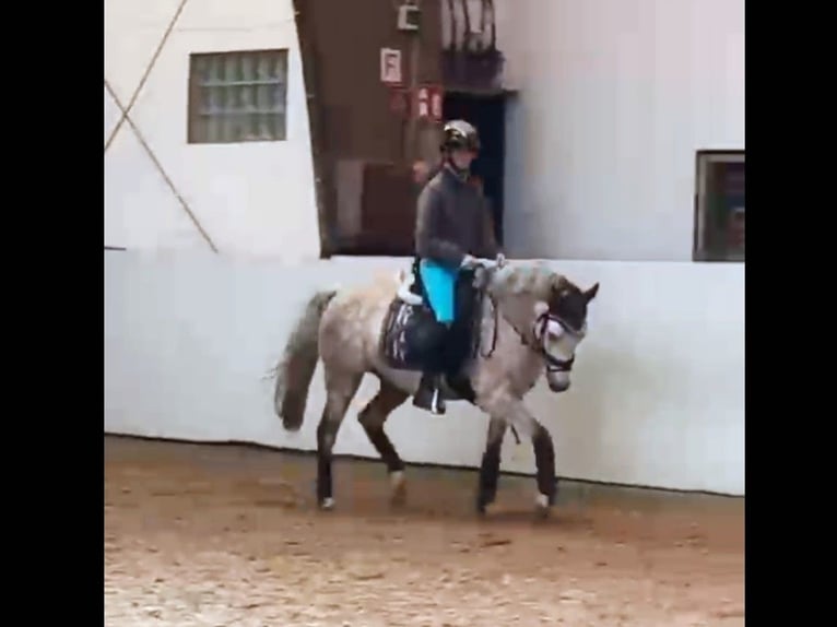 Duitse rijpony Ruin 9 Jaar 146 cm Brown Falb schimmel in Großheide Westerende