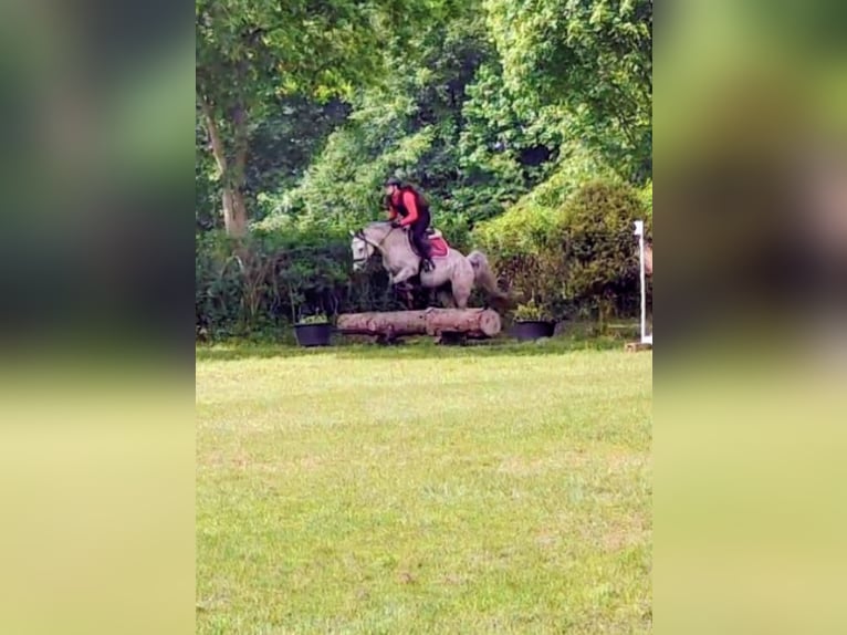 Duitse rijpony Ruin 9 Jaar 146 cm Brown Falb schimmel in Großheide Westerende