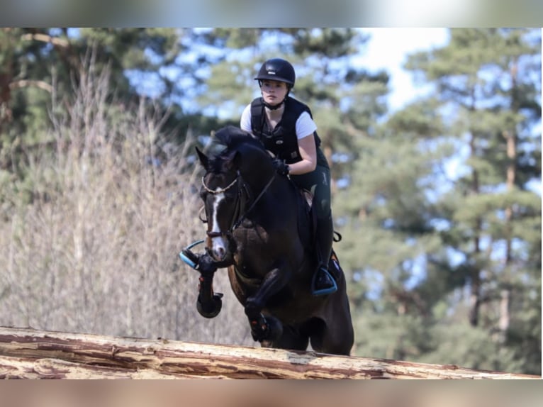 Duitse rijpony Ruin 9 Jaar 146 cm Bruin in Brietlingen